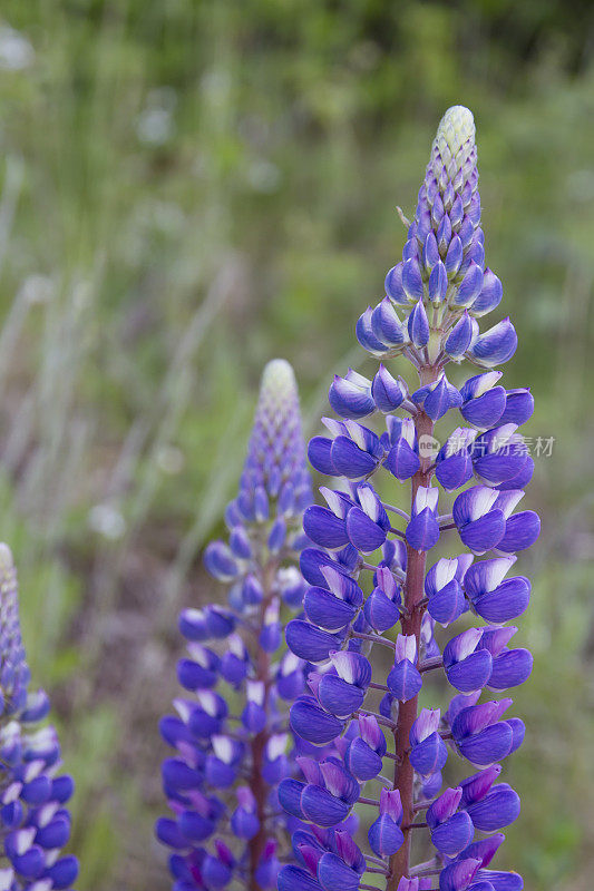 开花蓝羽扇豆(Lupine nootkatensis)